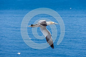 Northern gannet fou de bassan on bonaventure island canada, quebec, perce