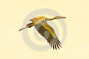 A flight of an Openbill Stork