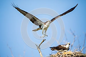 Flight of the Osprey - 2 photo