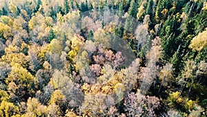 Flight over autumn forest.