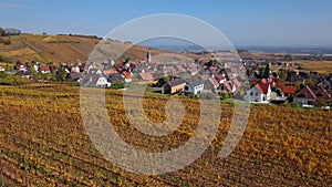 Flight over autumn Riquewihr vineyards, Alsace, France