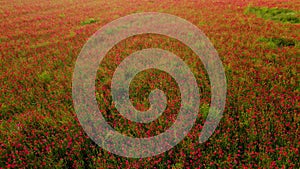 Flight over endless field of red poppies at sunset