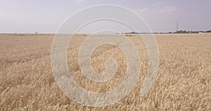 Flight over a field with a combine harvester that collects wheat, view from a drone