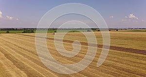 Flight over a field with a combine harvester that collects wheat, view from a drone