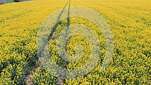 Flight Over Field With Flowering Canola Flowers. Aerial Dron Footage.