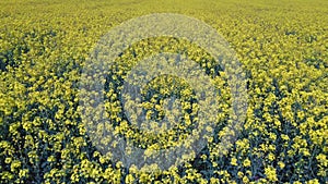 Flight Over Field With Flowering Canola Flowers. Aerial Dron Footage.