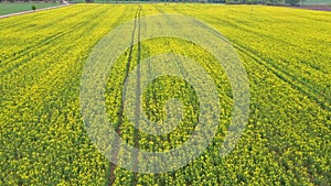 Flight Over Field With Flowering Canola Flowers. Aerial Dron Footage.