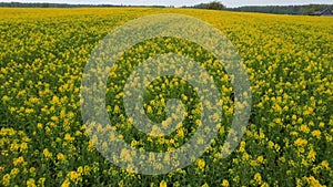 Flight Over Field With Flowering Canola Flowers. Aerial Dron Footage.