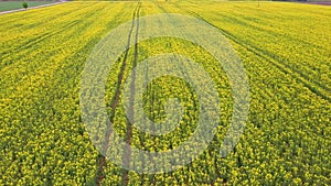 Flight over field with flowering canola flowers. Aerial drone footage.