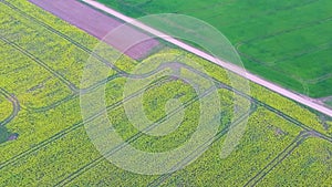 Flight Over Field With Flowering Canola Flowers and Country Road. Aerial Dron Footage.