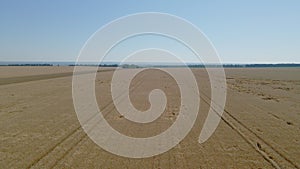 Flight over a field of ripe wheat. aerial video