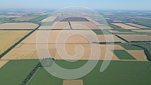 Flight over a field of ripe wheat. aerial video