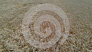 Flight over a field of ripe wheat. aerial video