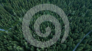 Flight over a fir forest - pine trees from above bird eyes view