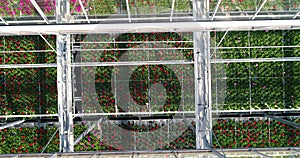 Flight over a greenhouse with flowers with a glass roof. View of the flowers in the greenhouse through the open roof of