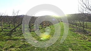 Flight over the morning apple orchard. The sun shines into the camera and beats the sun`s glare in the lens. The early