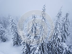 Flight over snowstorm in a snowy mountain coniferous forest, uncomfortable unfriendly winter weather.