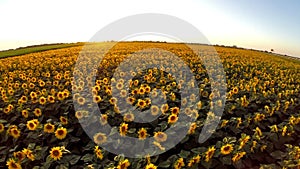 Flight over the sunflower field