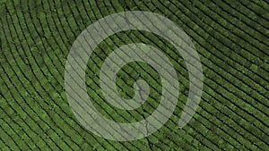 Flight Over Tea Plantation. Sochi, Russia, From Dron, Head Over Shot