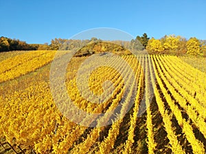flight over vineyard Alsace France