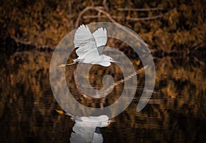 In Flight Over Water - White Egret & Reflection