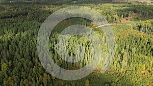 Flight over woods, natural background in motion. Mixed forest, green conifers