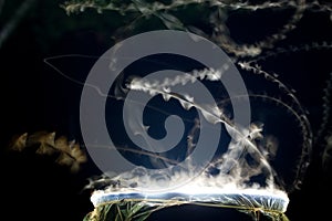 Flight Pattern of Insects Attracted to Light