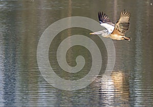 Flight of a Pelecanus philippensis - Spot billed pelican on a serene lake