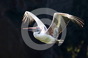 Flight of a Pelican