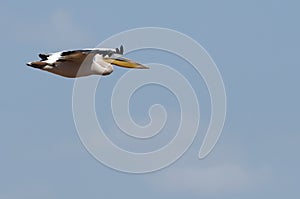 Flight of a pelican