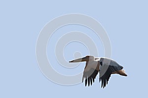 Flight of a pelican