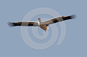 Flight of a pelican