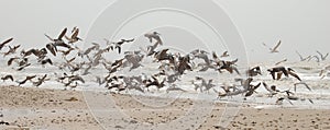 Flight of Pelicans photo