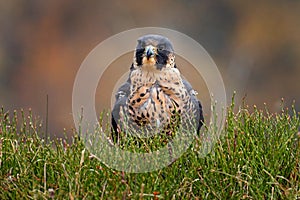 Flight of Peregrine Falcon. Bird of prey with open wings. White light sky in background. Action scene in the nature habitat,