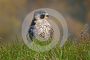 Flight of Peregrine Falcon. Bird of prey with open wings. White light sky in background. Action scene in the nature habitat,