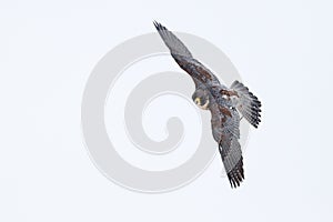 Flight of Peregrine Falcon. Bird of prey with open wings. White light sky in background. Action scene in the nature habitat,