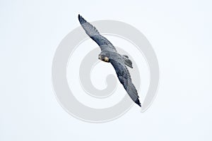Flight of Peregrine Falcon. Bird of prey with open wings. White light sky in background. Action scene in the nature habitat,