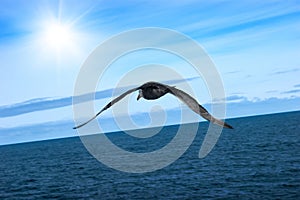 Flight of proud petrel