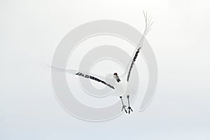 Flight of Red-crowned crane with open wing in fly, with snow storm, Hokkaido, Japan. Bird, winter scene with snow. Snow dance in n