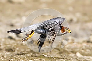 Flight of a Red Necked Falcon