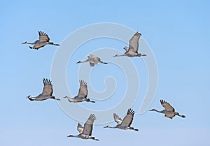 Flight of Sandhill Cranes on Migration