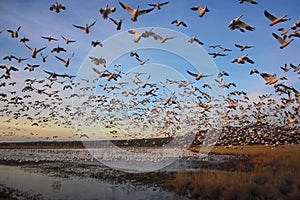 Flight of the Snow Geese