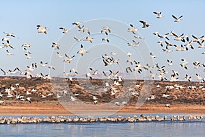 Flight of Snow Geese and Sandhill Cranes in Bosque del Apache, New Mexico