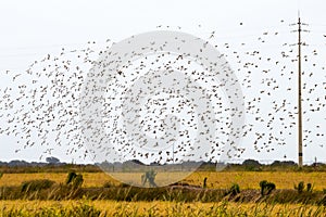 A flight of Spanish sparrows above the fields, Portugal