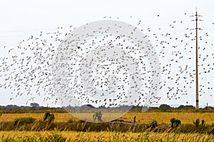 A flight of Spanish sparrows above the fields, Portugal photo