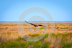 Flight of Steppe eagle or Aquila nipalensis