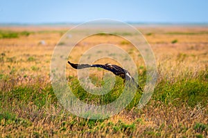 Flight of Steppe eagle or Aquila nipalensis