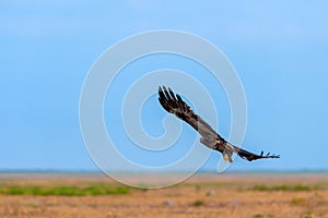 Flight of Steppe eagle or Aquila nipalensis