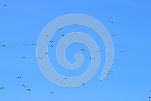 Flight of storks along the N253, Portugal