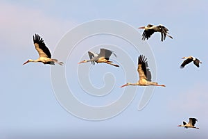 Flight of storks in the evening sky